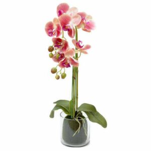 Декорцветы Орхидея тёмрозовая в стеклвазе Dream Garden 2